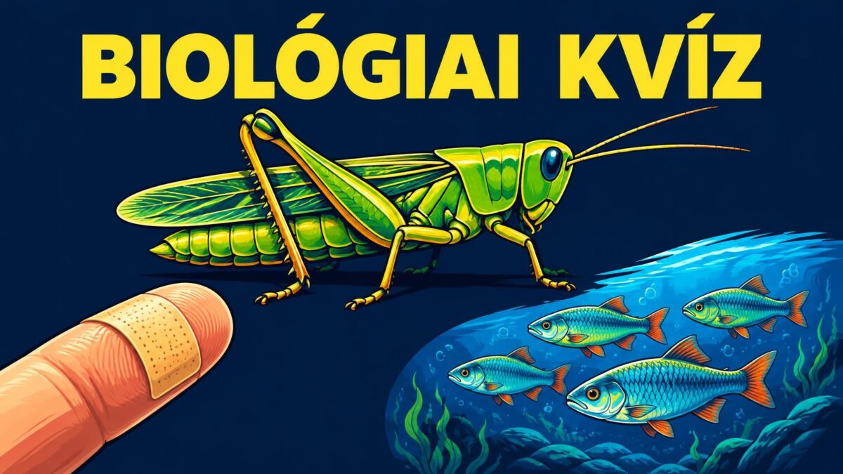 Kvíz