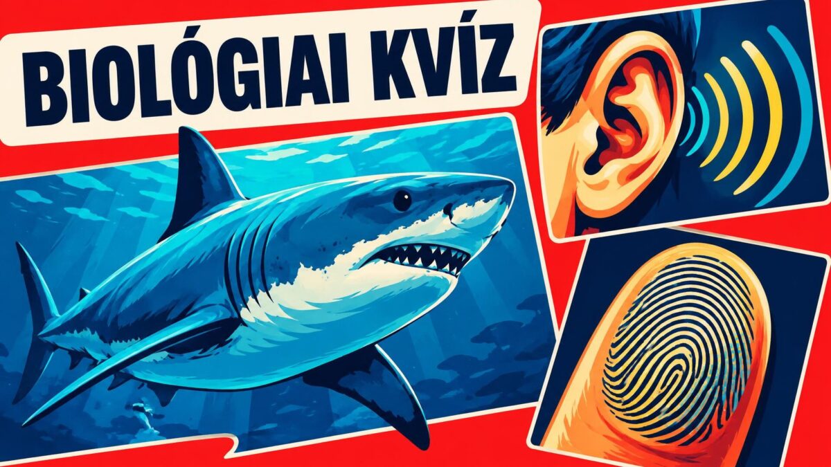 Kvíz